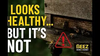 Inspecting a 1st-Year Hive&mdash;Surprising Signs of Trouble