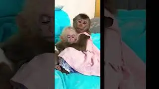 Tina hugs the cute baby monkey Xuka #monkeyfamily #monkey #babymonkey