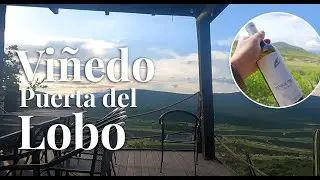 🍷 Viñedo Puerta del Lobo 🐺 Enoturismo y gastronomía con vistas increíbles en #Queretaro  🍇✨