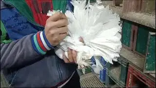 Indian Fantail Pigeon | Old Indian Bloodline | 48 tail feathers