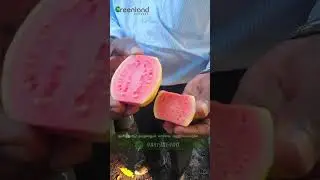 💪Discover Lalith Guava: Indian-Owned Variety Found by ICAR - Add to Your Garden | லலித் ரக கொய்யா💚