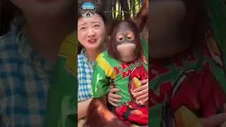 Monkey&rsquo;s Reaction: &ldquo;This Girl Is Hilarious!&rdquo; 🤣 &ndash; Unexpected Animal Moment
