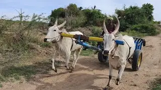 Bullock Cart Jolly ride in village Lake | Bullock power performance running race video | cow videos