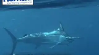 markbergfishing.com - Awesome Underwater Footage Of Marlin