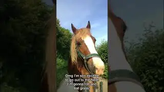 Fly masks 😂
