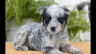 Blue Heeler (Australian Cattledog) Puppies for Sale