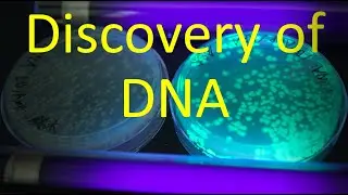 Discovery of DNA