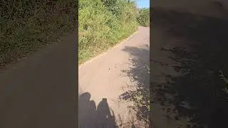 പൂമ്പാറ്റയെ കണ്ടാൽ video must ആണ് #Juna #nature #butterfly