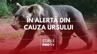 Un urs și-a făcut apariția la 10 km de Craiova. Localnicii primesc mesaje de avertizare