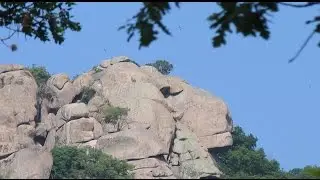 Ropotamo river Natural Reservation, Bulgaria the Lion head