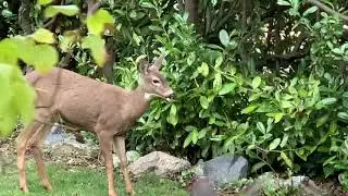 Deer laying down the law...