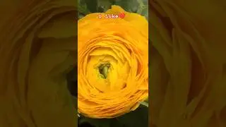 HUSN COVER SONG | HINDI COVER SONG #feshoneme #viral