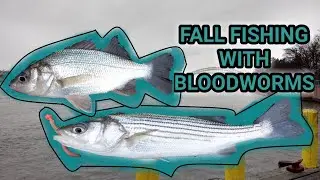 Striped Bass and White Perch on Bloodworms