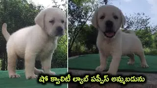 Show quality Lab puppies for sale in telugu/84668 28022 /aj pets