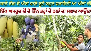 ਕਾਲ਼ੇ ਰੰਗ ਦੇ ਅੰਬਾਂ ਵਾਲ਼ੇ ਬੂਟੇ;ਇੱਕ ਅਮਰੂਦ ਚੋਂ ਦੋ ਤਿੰਨ ਤਰ੍ਹਾਂ ਦੇ ਫ਼ਲਾਂ ਦਾ ਸਵਾਦ ਆਉਂਦਾ|Harbhej Sidhu|Tree