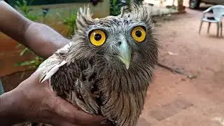 Brown Fish Owl | 🇱🇰 #wildeyesrilanka #wildlife #brownfishowl