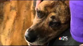 Paws 4 Hope