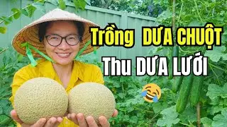 Cuộc Sống Úc - Vườn Nhỏ Nhưng Niềm Vui Lớn - Trồng Dưa Chuột Thu Hoạch Dưa Lưới