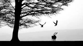 Canon Pixma Pro 300, B&W Stag Print.