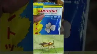 Dantotsu kitnashak||Broad spectrum systemic insecticide||Sumitomo Company