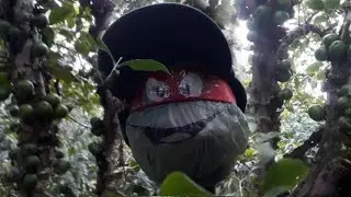 Protegendo Jabuticabas dos pássaros