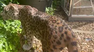 Product Demo: Vivid Arts Leopard Ornament (XRL-LEOP-A)
