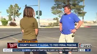 Clark County bans peopel from feeding pigeons