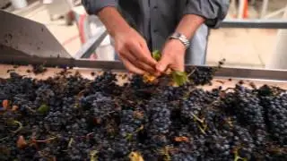 Sustainability at Wente Vineyards