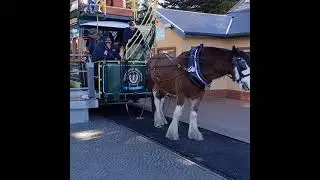 The horse leads out the famous victor Harbor tram