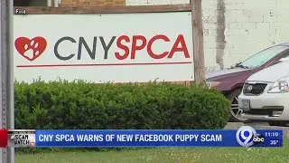 CNY SPCA warns of new Facebook puppy scam