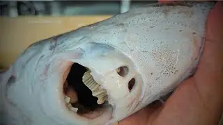 吃看看4.2億年的深海活化石