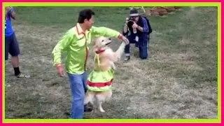 Funny DOGS love to DANCE to Music! Best Dancing Dog Compilation EVER