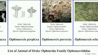 List of Animal of Order Ophiurida Family Ophionereididae ophionereis star brittle tigris fasciata
