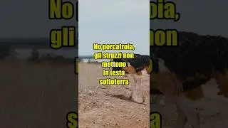 Gli struzzi NON mettono la testa sotto terra