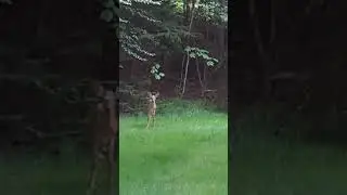 a set of twins 😁 #urbanDeer  #TwinFawns #WhiteTailDeer