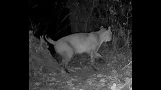 Bobcat scent marking log Nebraska 10 12 24 1007pm