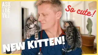 Котёнок? Пять советов, которые должен знать каждый владелец кошки | Задайте вопрос ветеринару с д...