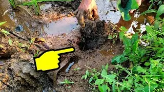 Cara mencari cacing sawah buat mancing, umpan gratis