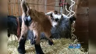 Baby goat named Harry Truman stolen in Clackamas