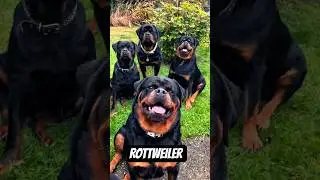 5 motivos para voc&ecirc; ter um rottweiler!#rottweiler #cachorro #animais #top5
