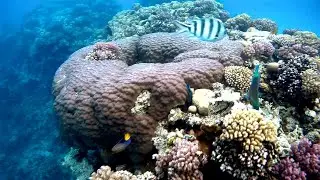 Coral reef in Ras Um Sid bay, Коралловый риф в бухте Рас Ум Сид