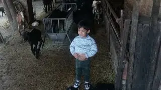 Baccha bakriyon mein khelta hua