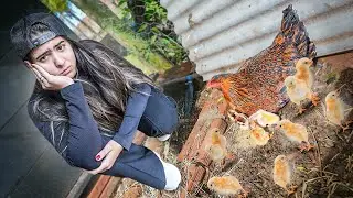 NASCEU MEUS PINTINHOS E INFELIZMENTE ISSO ACONTECEU