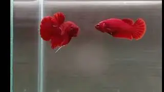 BETTA FISH FULL BLOCK RED #shorts #ikanlaga #bettafish #aquarium #fishtank #breeding #repost #vlog