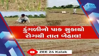 Amreli Farmers in Distress: Onion Crop Turns Yellow Due to Disease, Hopes Shattered