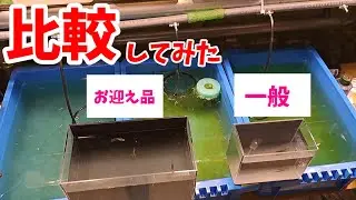 【比較】あのフロマージュと我が家の個体と比較してみた！安らぎAQUAちゃんねる