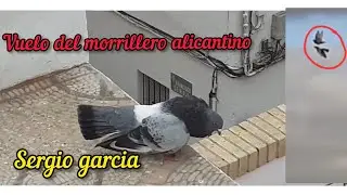 Vuelo del buchón Morrillero Alicantino. Macho del 2019. Sergio garcia