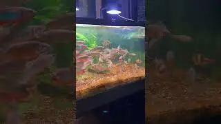A Visual Break with Aquarium Bliss#visualcalm #fishrelaxation #aquariumvibes