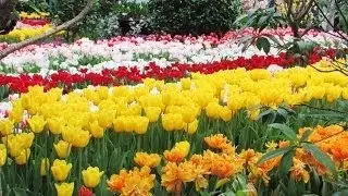 HD- Beautiful Tulip Flower Fields and Colorful flowers Gardens