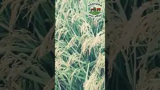 pb 1121 #viral #farming #farmerstruggle #jamidar #kheti #kheti #farmer #short #shorts